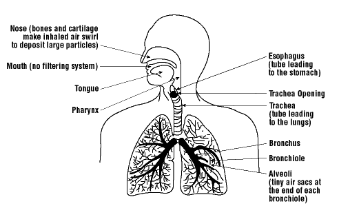 Figure 1 - The lungs