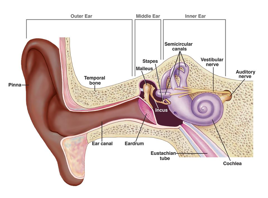 Parts of our auditory system
