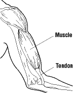 Figure 6 - Tendon, muscle, bone unit