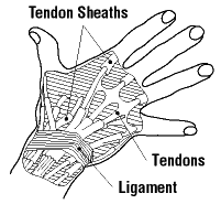 Tendons with sheaths