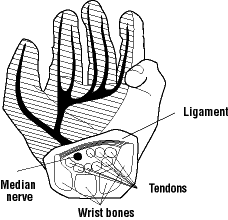 Figure 2 - Carpal Tunnel with Tendons and Median Nerve