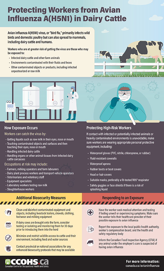 CCOHS: Protecting Workers from Avian Influenza A(H5N1) in Dairy Cattle